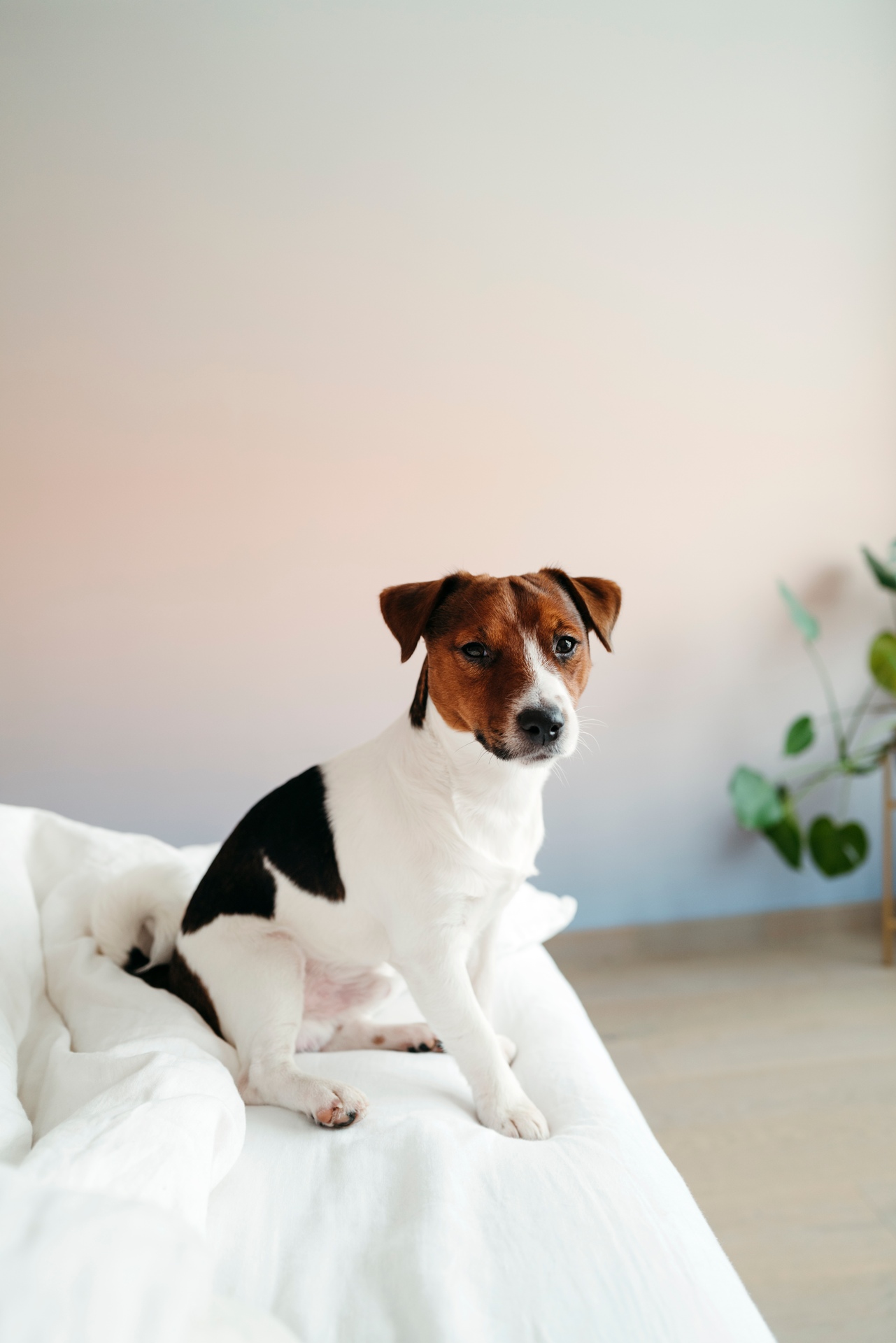 AuraNorthMiamiBeach_LuxuryApartmentCommunity_Pets
